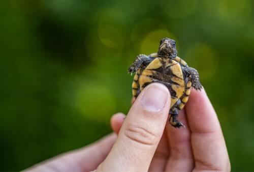 Read article Boosting survival for hatchlings